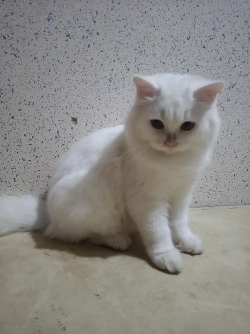 Persian White Double coated kitten for sale — photo 6