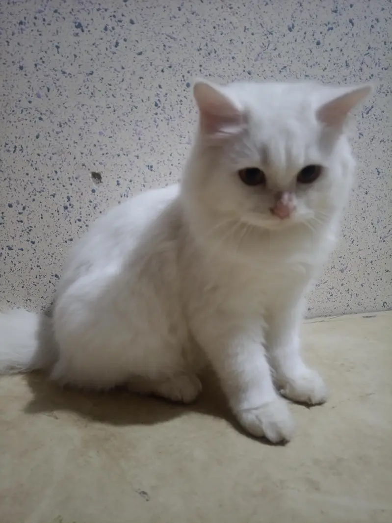 Persian White Double coated kitten for sale — photo 7