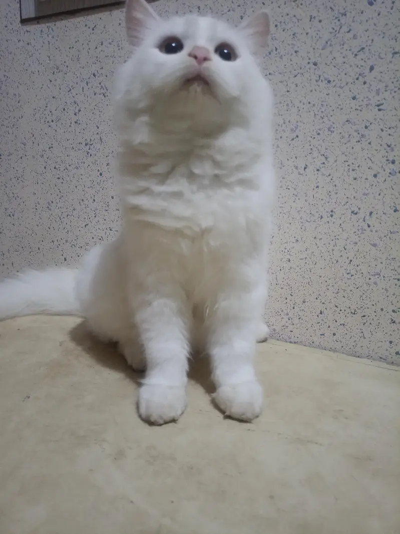 Persian White Double coated kitten for sale — photo 8