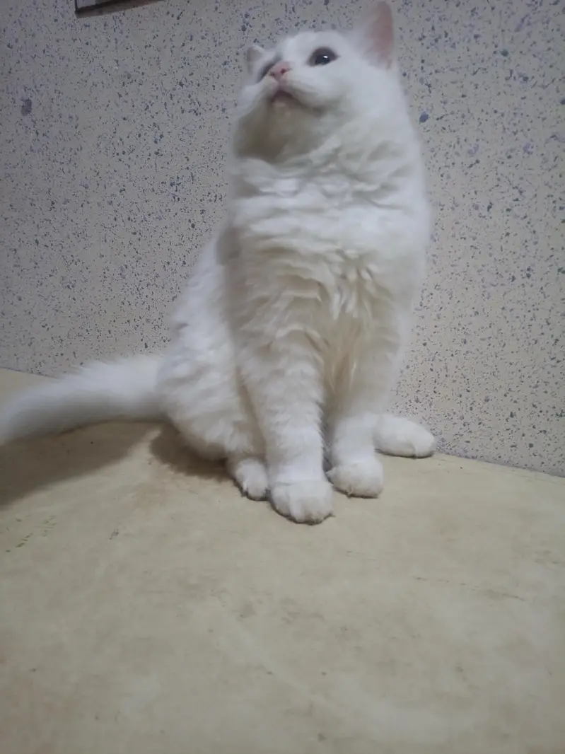 Persian White Double coated kitten for sale — photo 9