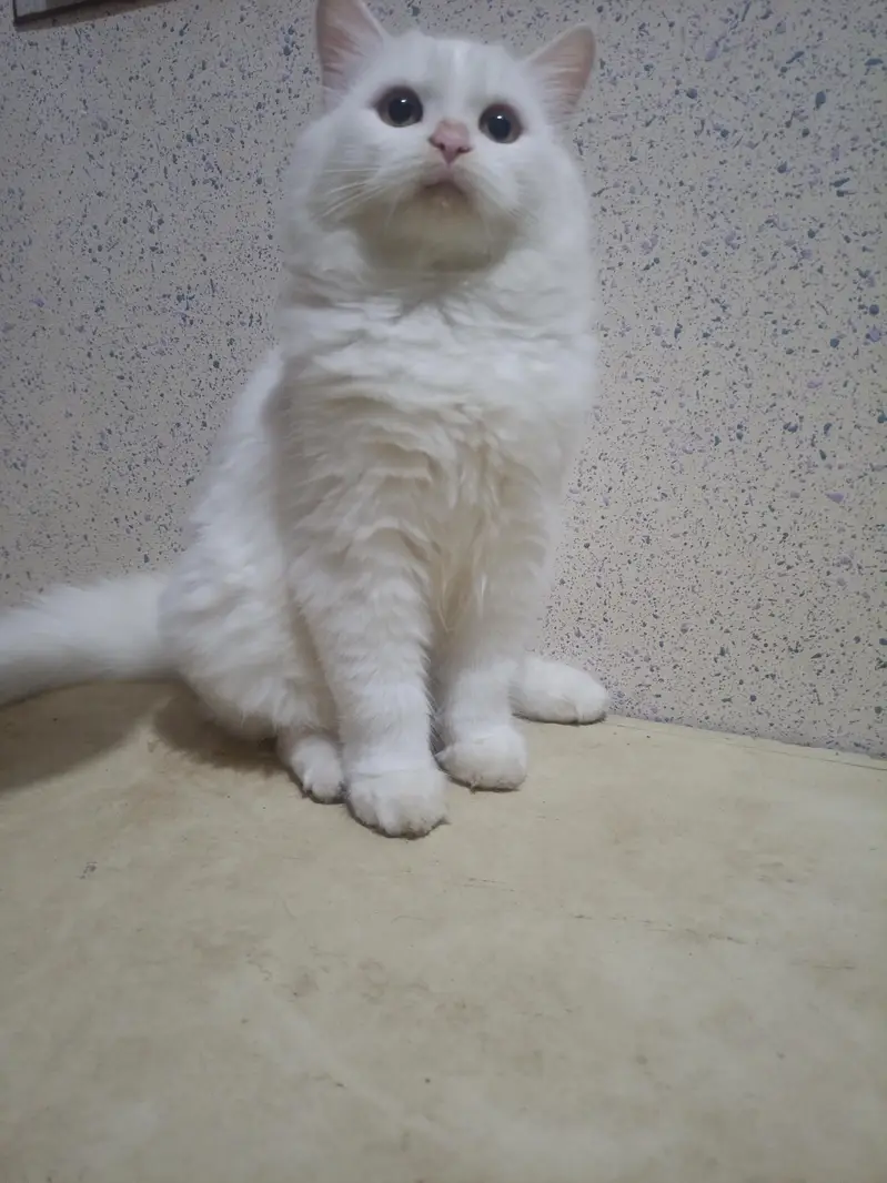 Persian White Double coated kitten for sale — photo 10