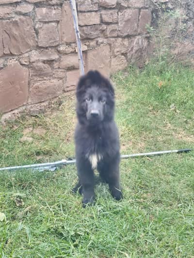 German shepherd pup pink pedi