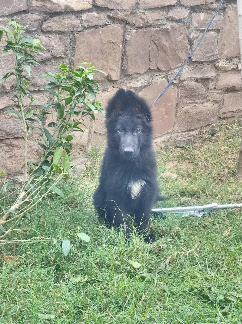 German shepherd pup pink pedi — photo 2