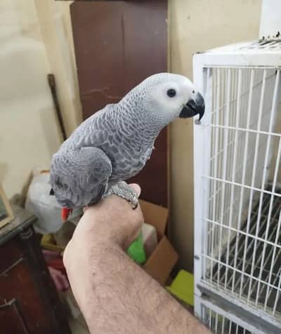 African grey parrot for sale 5 month Age