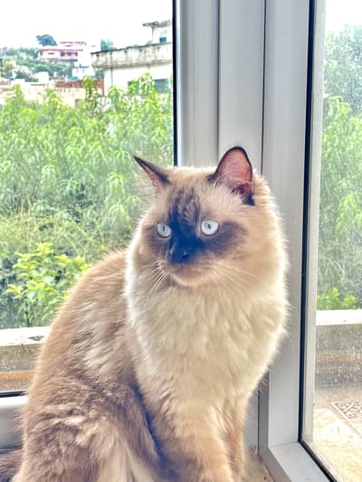 Ragdoll Cat
