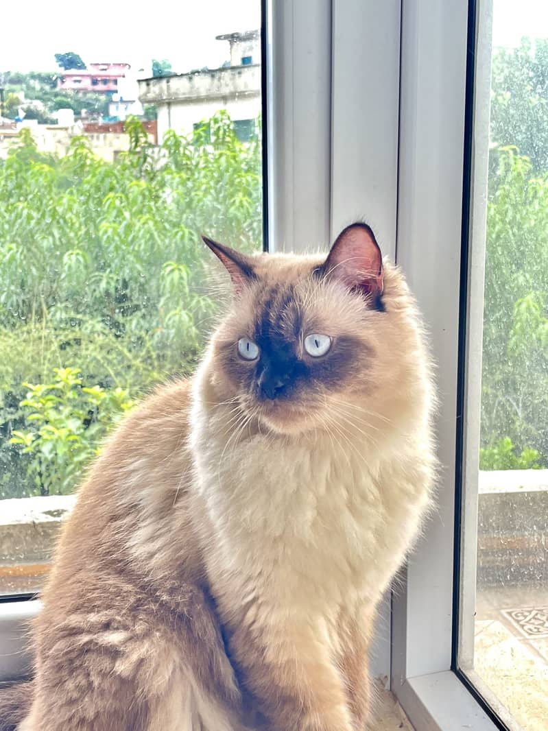 Ragdoll Cat 0