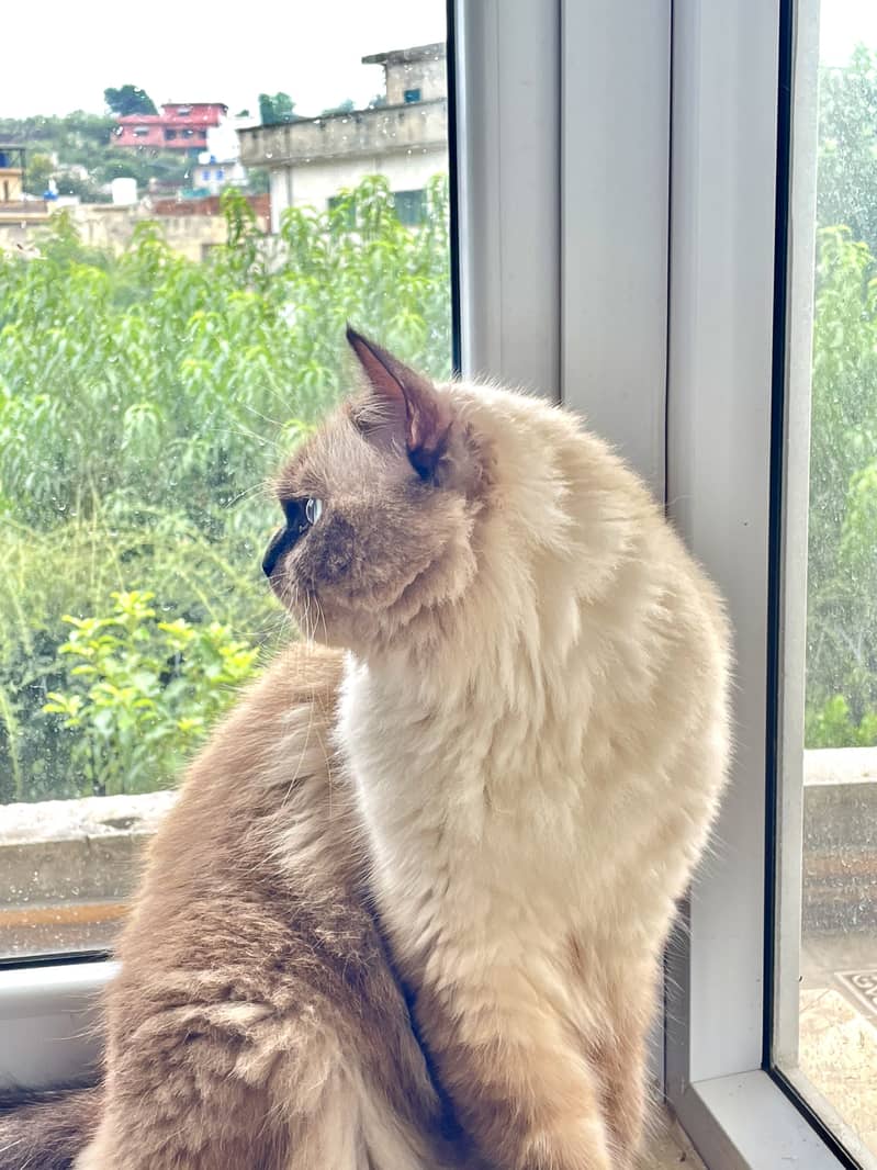 Ragdoll Cat 1