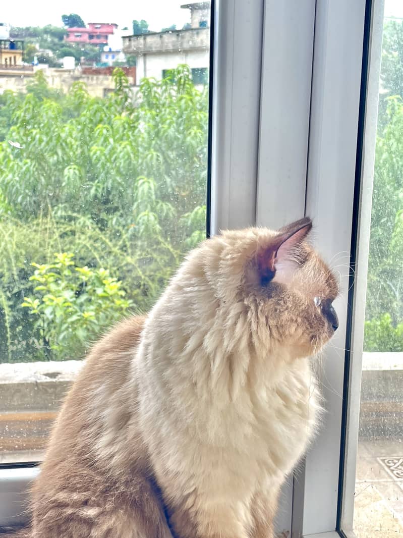 Ragdoll Cat 2