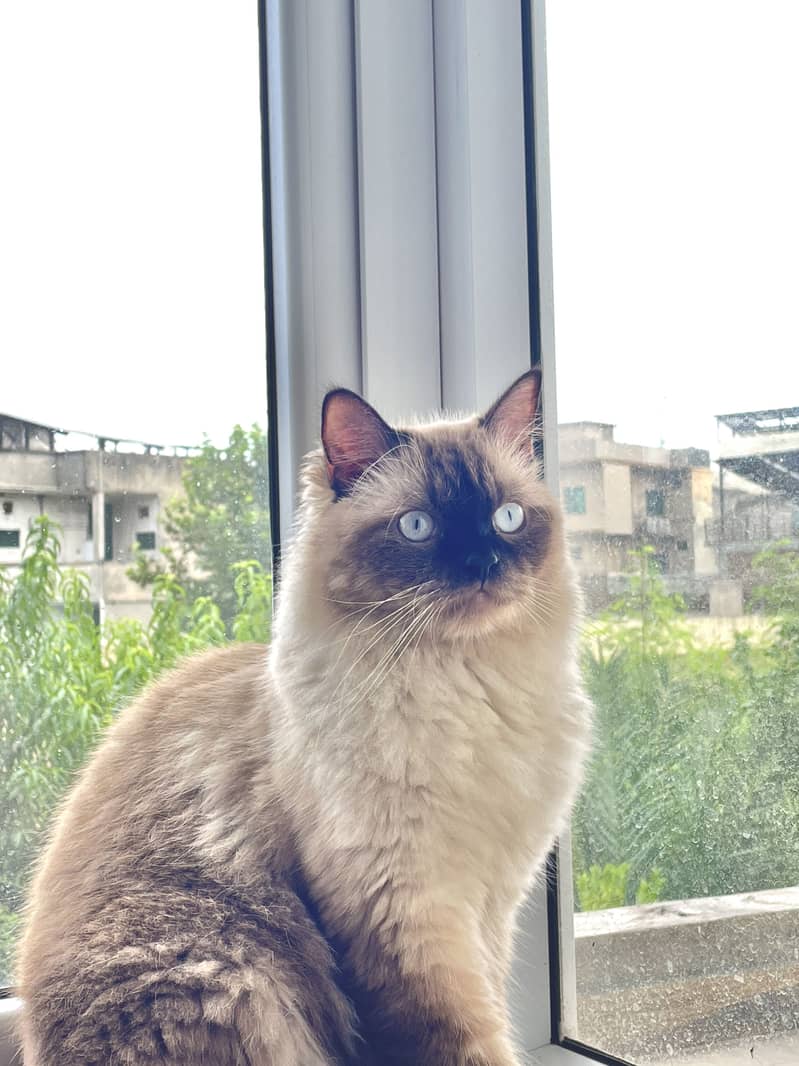 Ragdoll Cat 3