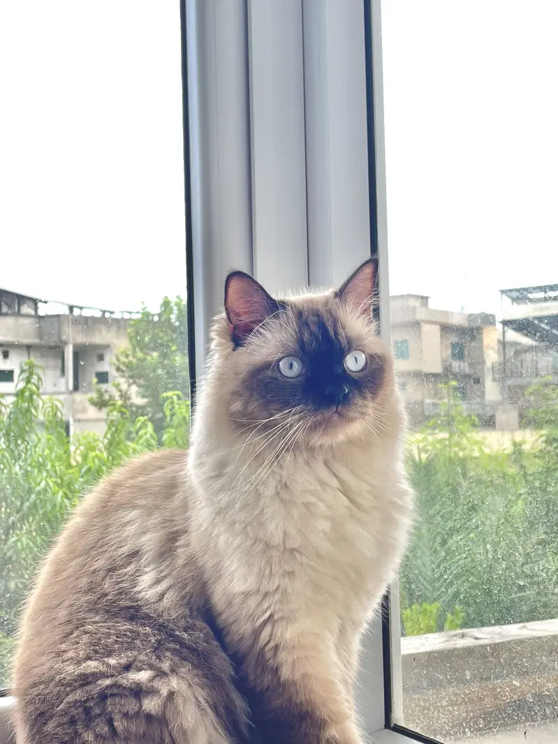 Ragdoll Cat — photo 4