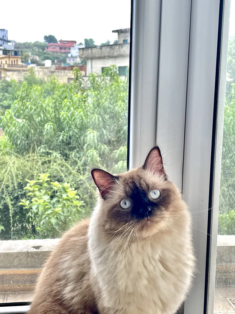 Ragdoll Cat — photo 5