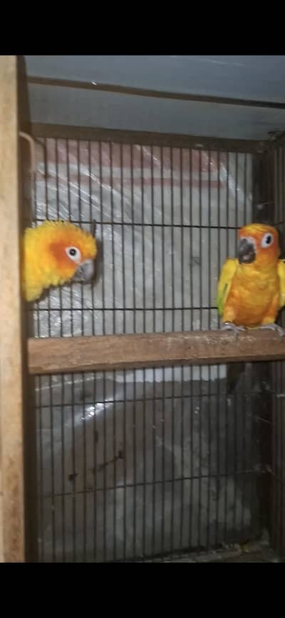 sun Conure Breeder Joora