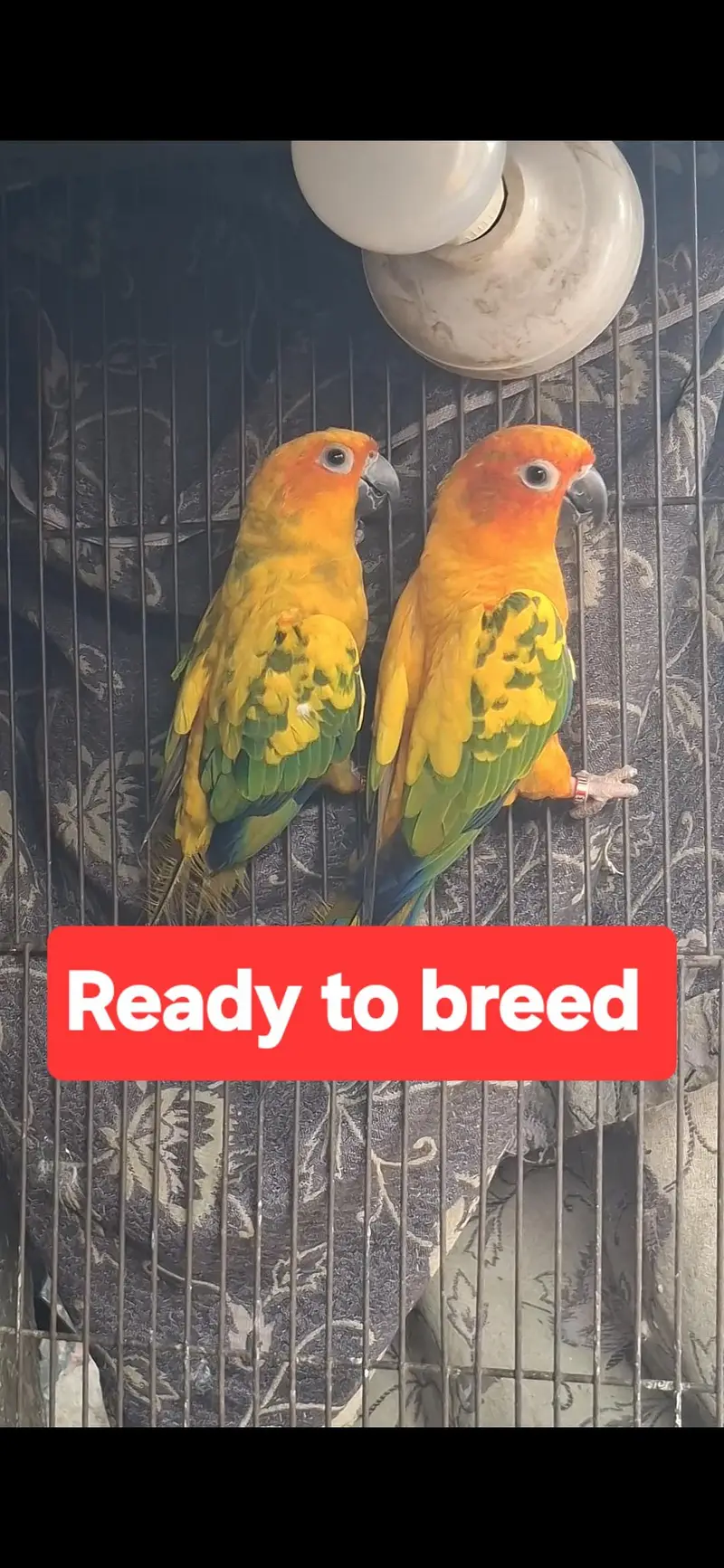 sun Conure Beautiful pets — photo 2