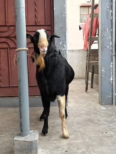 breeder kala chamba double haadi