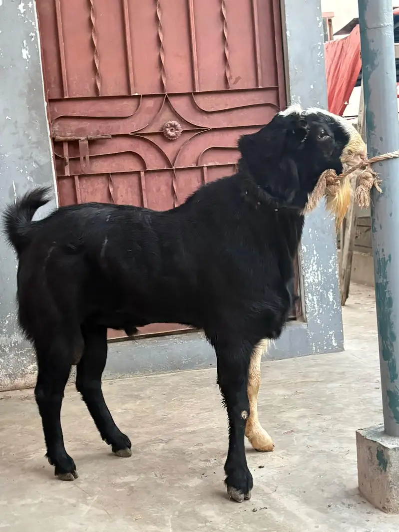 breeder kala chamba double haadi — photo 2