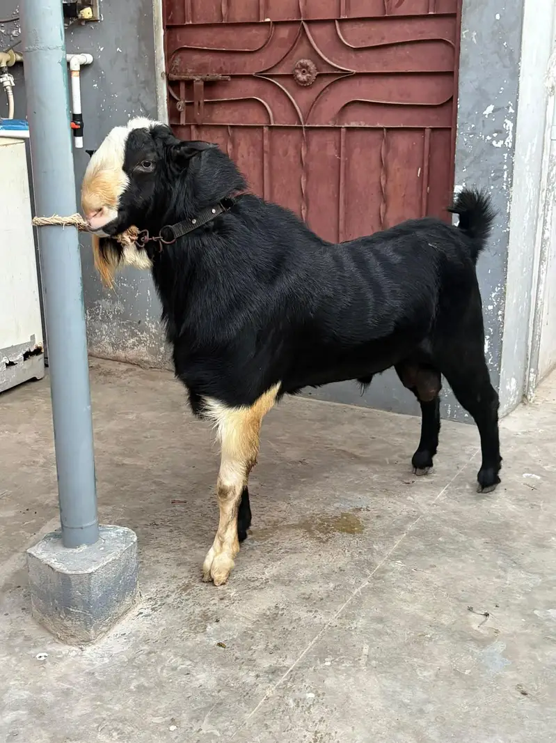 breeder kala chamba double haadi — photo 3