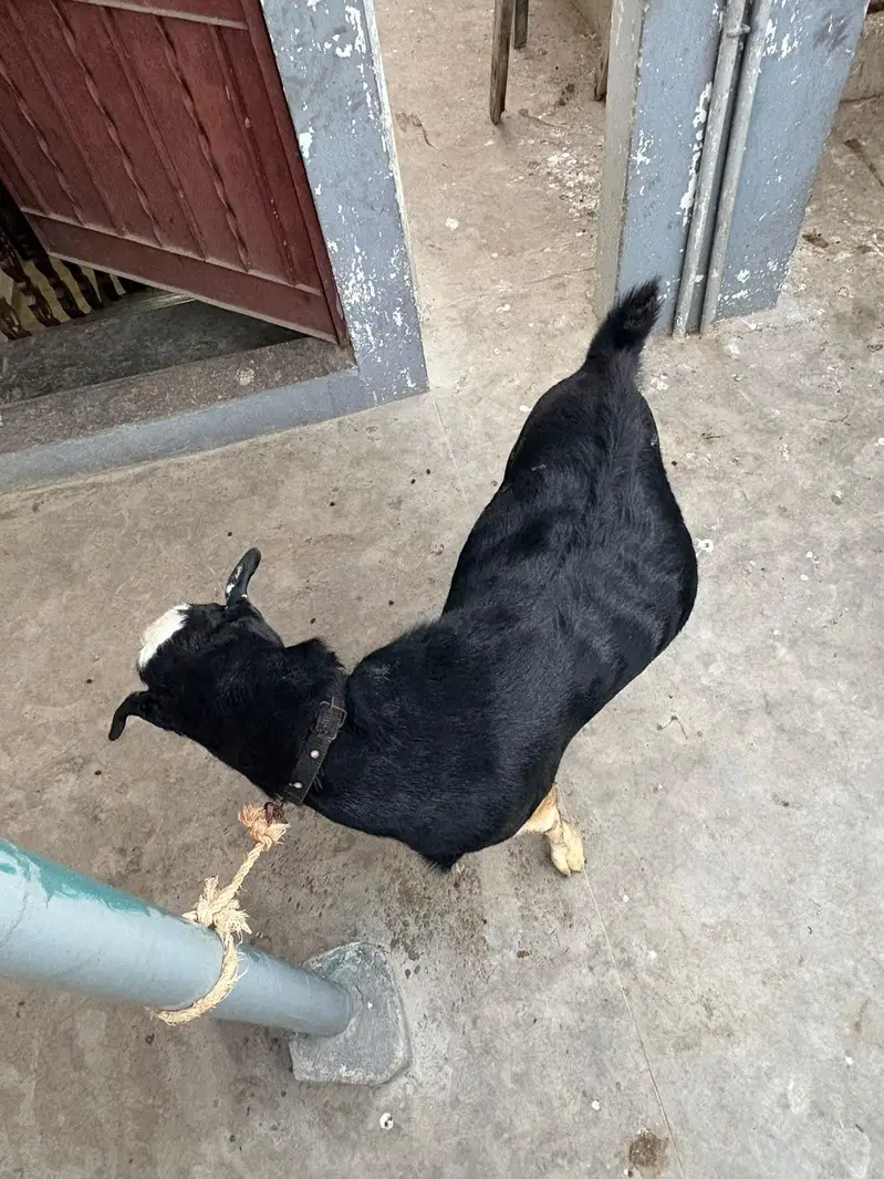 breeder kala chamba double haadi — photo 4