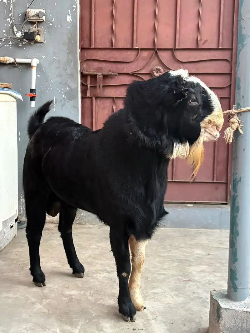 breeder kala chamba double haadi — photo 5
