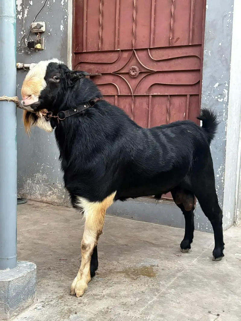 breeder kala chamba double haadi — photo 6