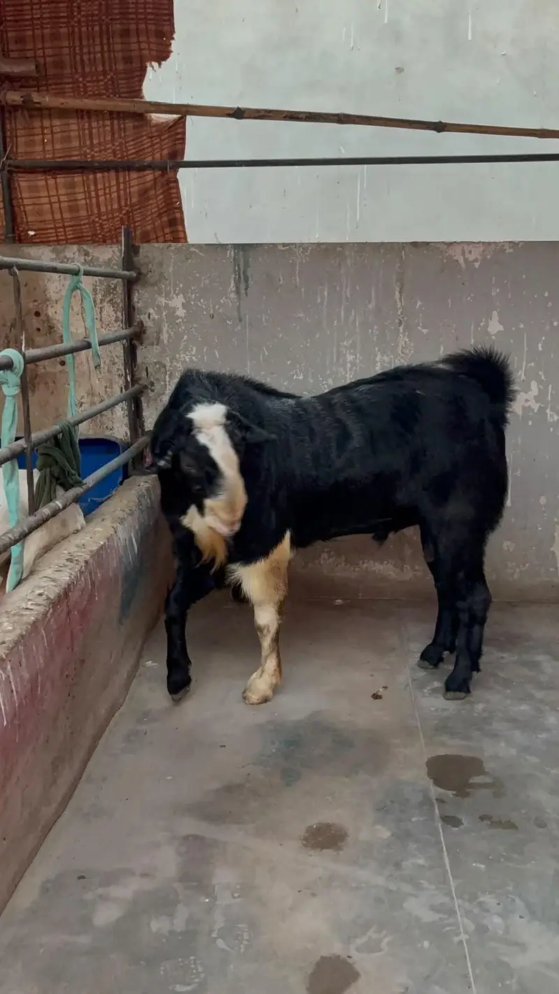 breeder kala chamba double haadi — photo 7