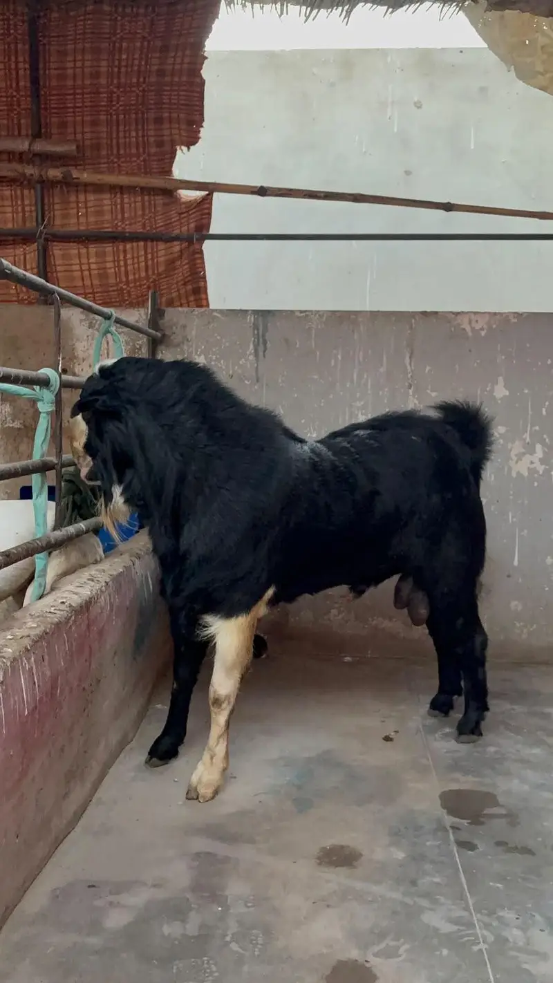 breeder kala chamba double haadi — photo 8