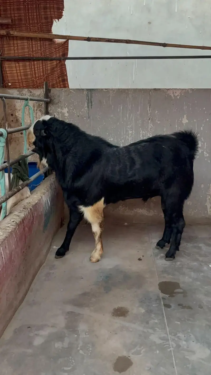 breeder kala chamba double haadi — photo 9