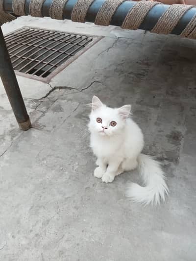 orignal persian