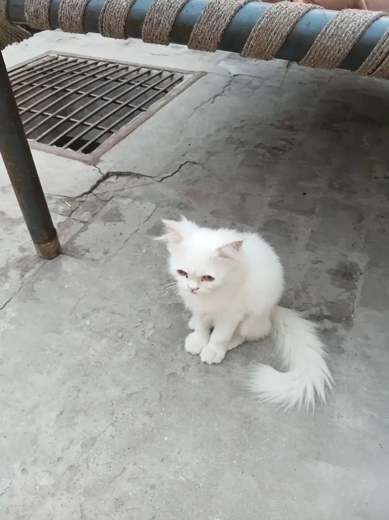 orignal persian — photo 2
