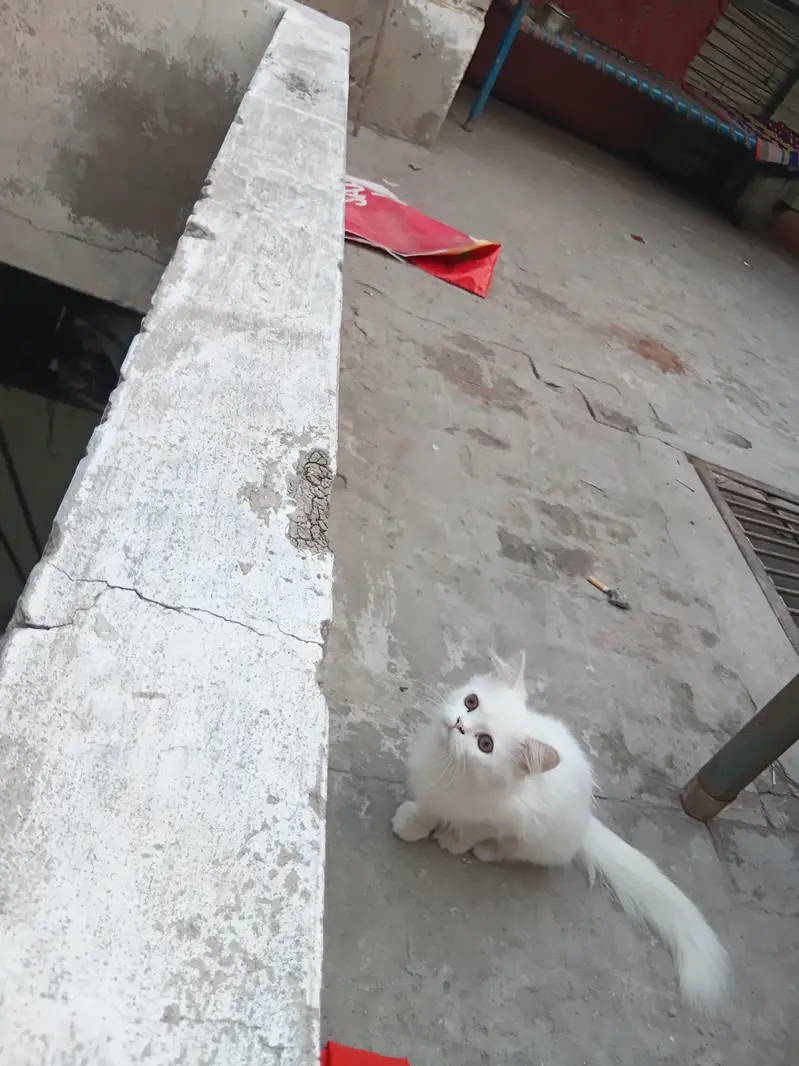 orignal persian — photo 3
