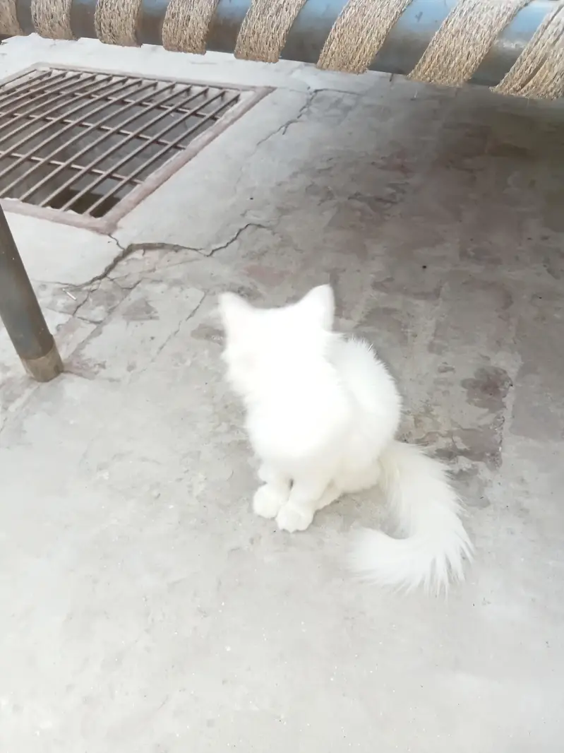 orignal persian — photo 4