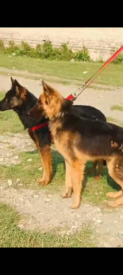 German Shepherd Pair long coated for sale  2026