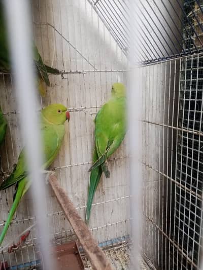 green ringneck parrot pair