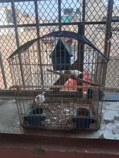 Finches, Doves & Parrots for Sale with Cages