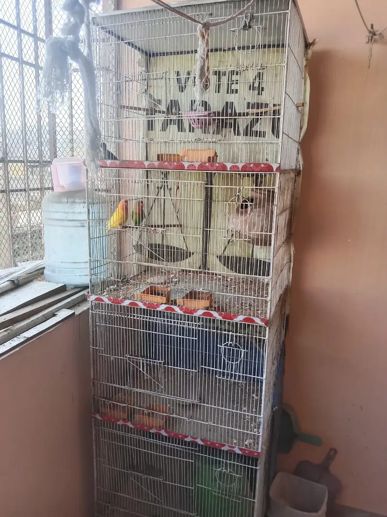 Finches, Doves & Parrots for Sale with Cages — photo 2