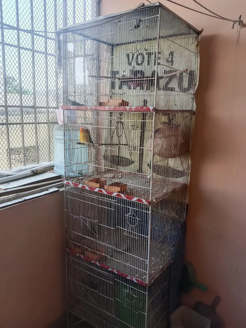 Finches, Doves & Parrots for Sale with Cages — photo 3
