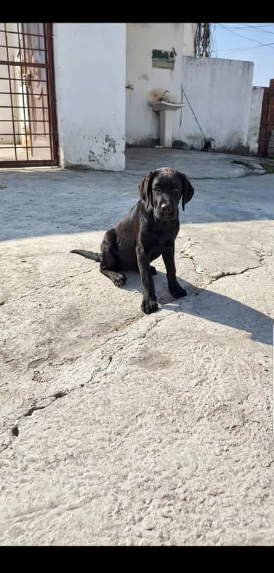black British labrador female puppy available