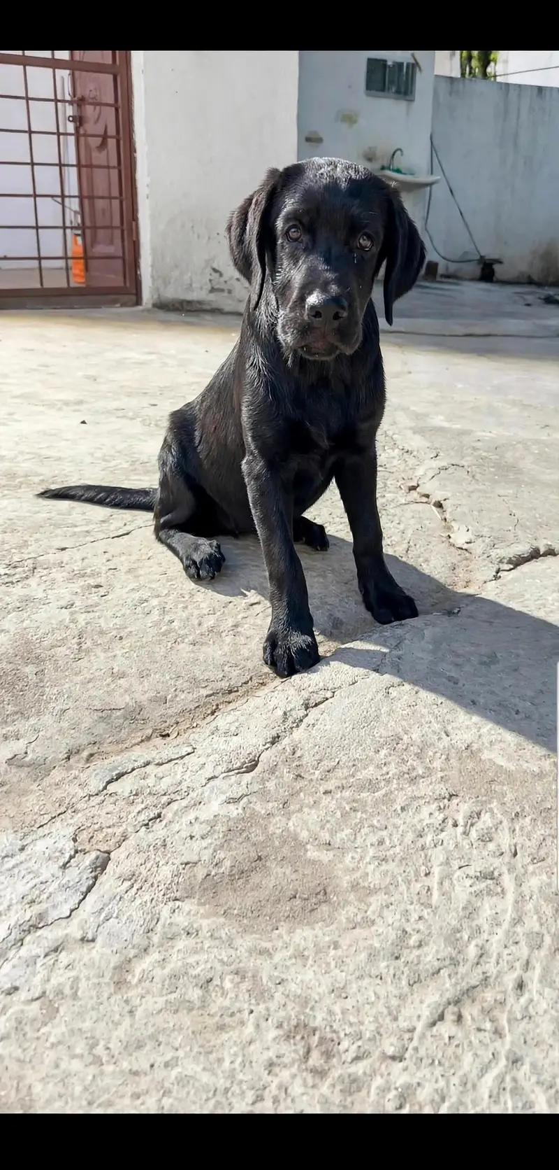 black British labrador female puppy available — photo 2
