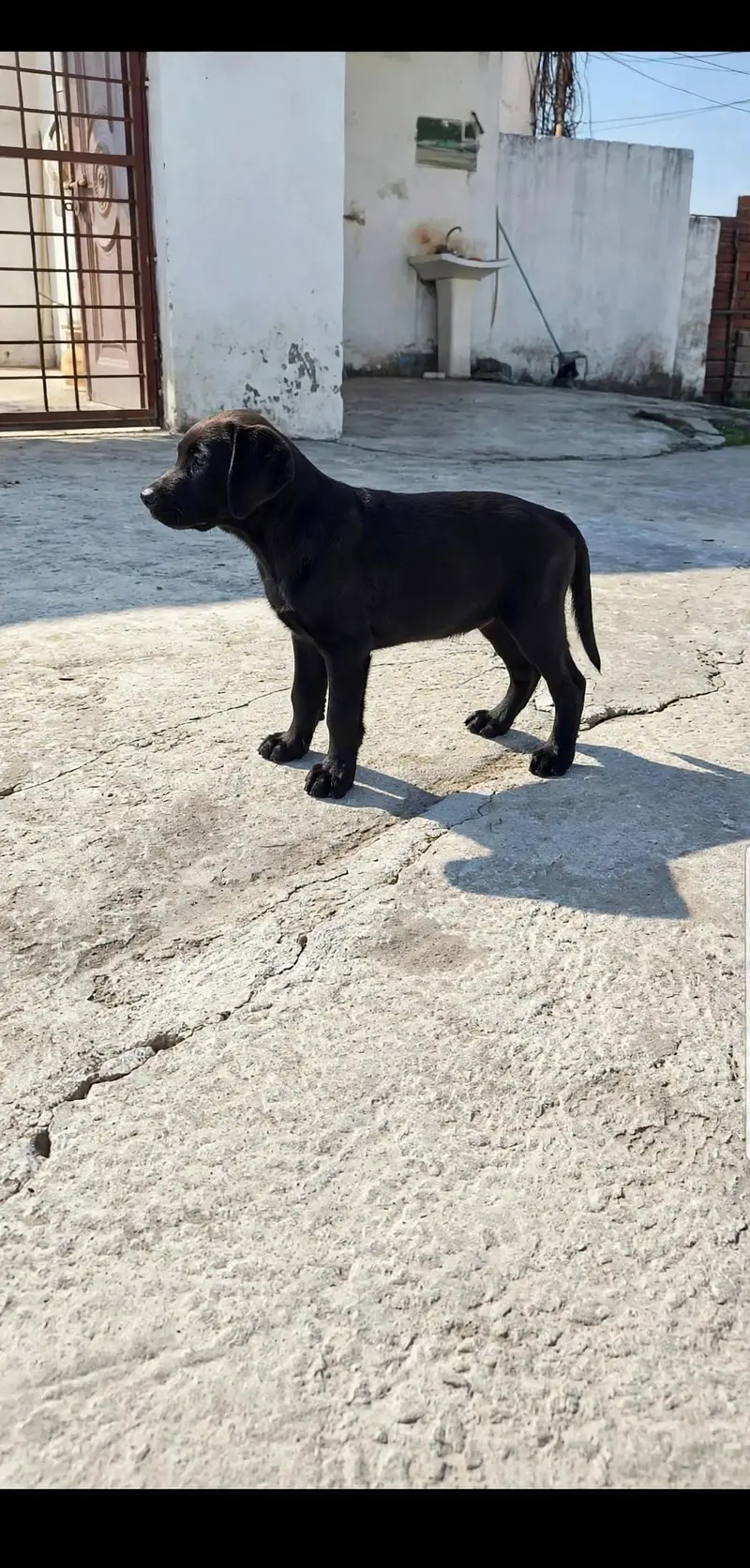 black British labrador female puppy available — photo 3
