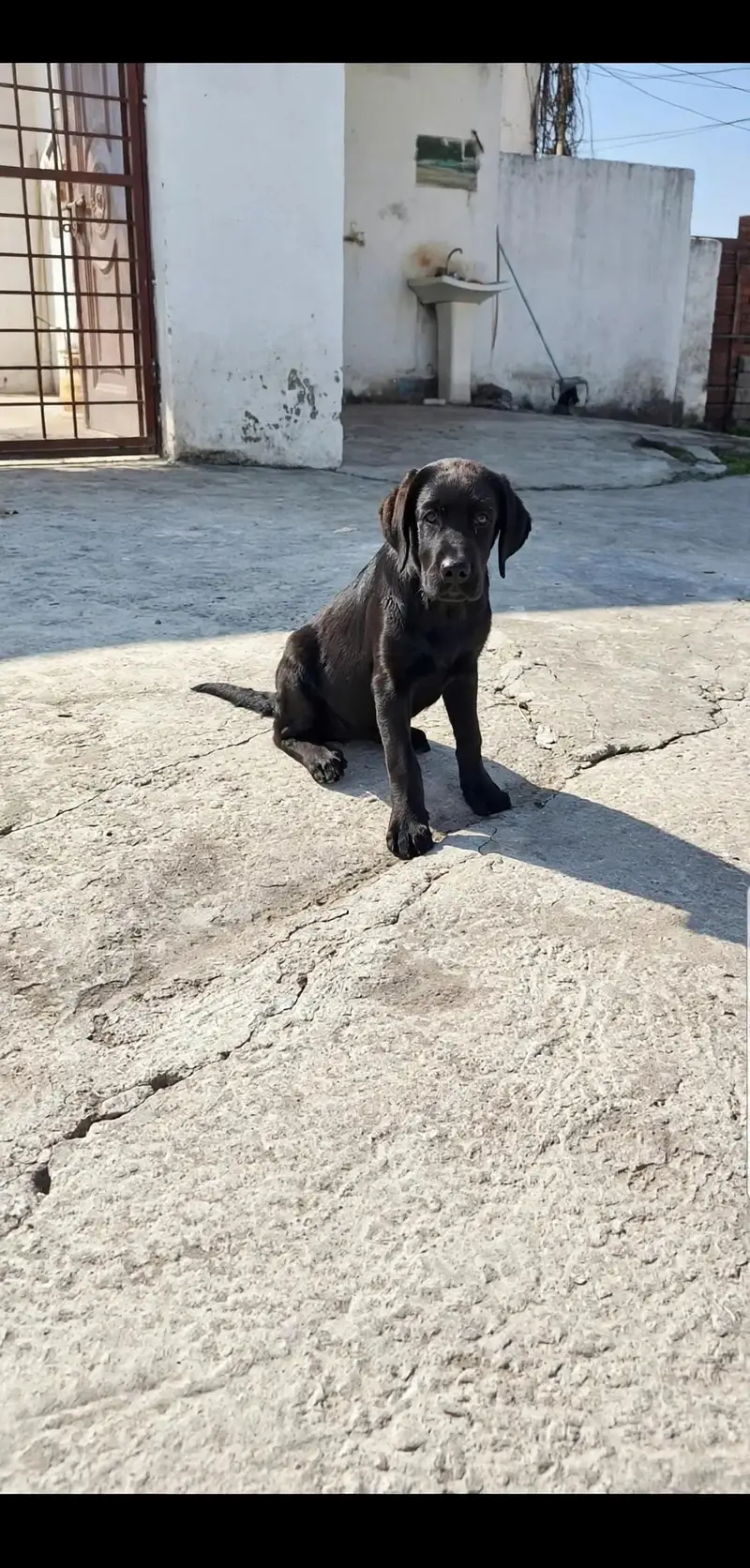 black British labrador female puppy available — photo 4