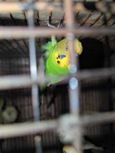Budgies Male available exchange with females