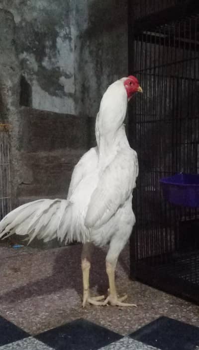 aseel oh shamo male 27k heera parmoz pair 20k xchang indian white madi