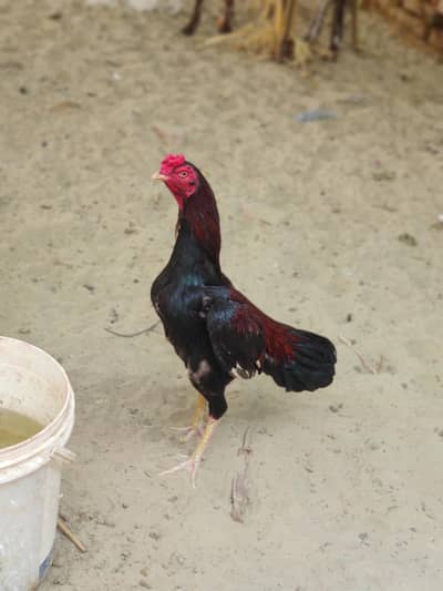 murga