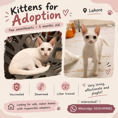 Kitten for Adoption