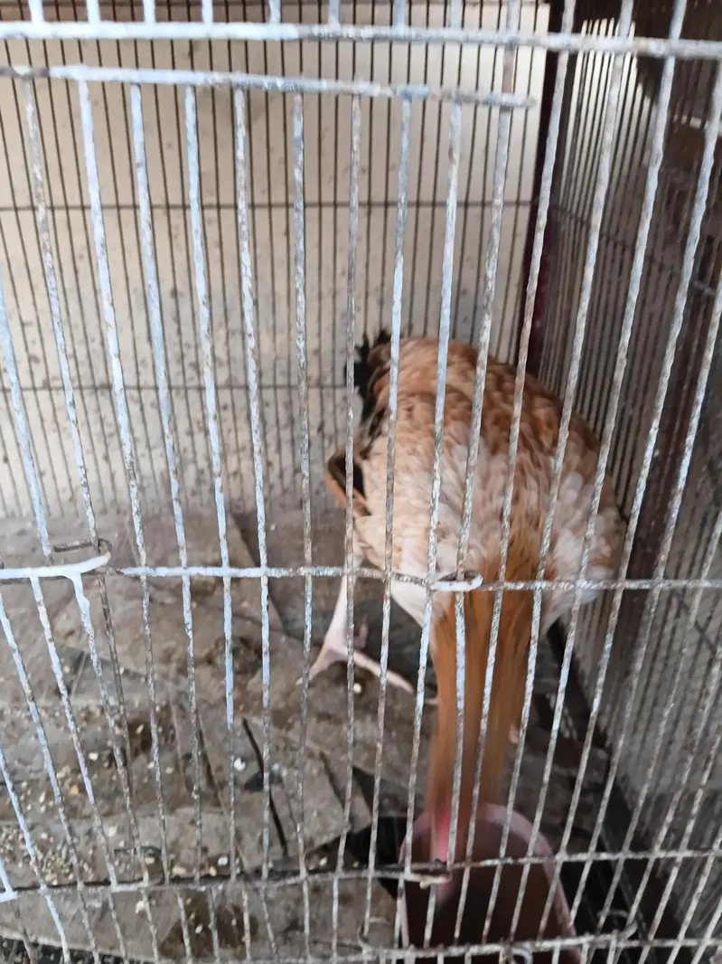 aseel hens — photo 2
