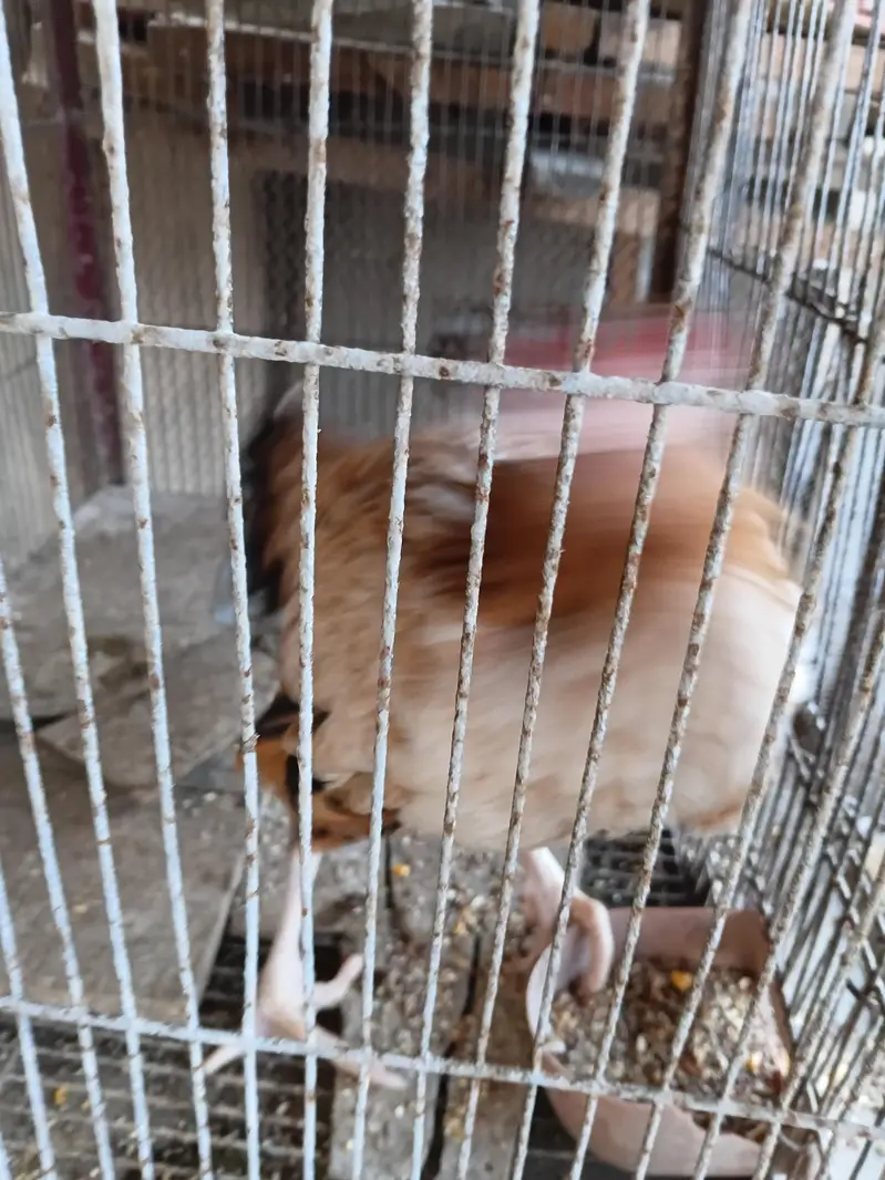 aseel hens — photo 3