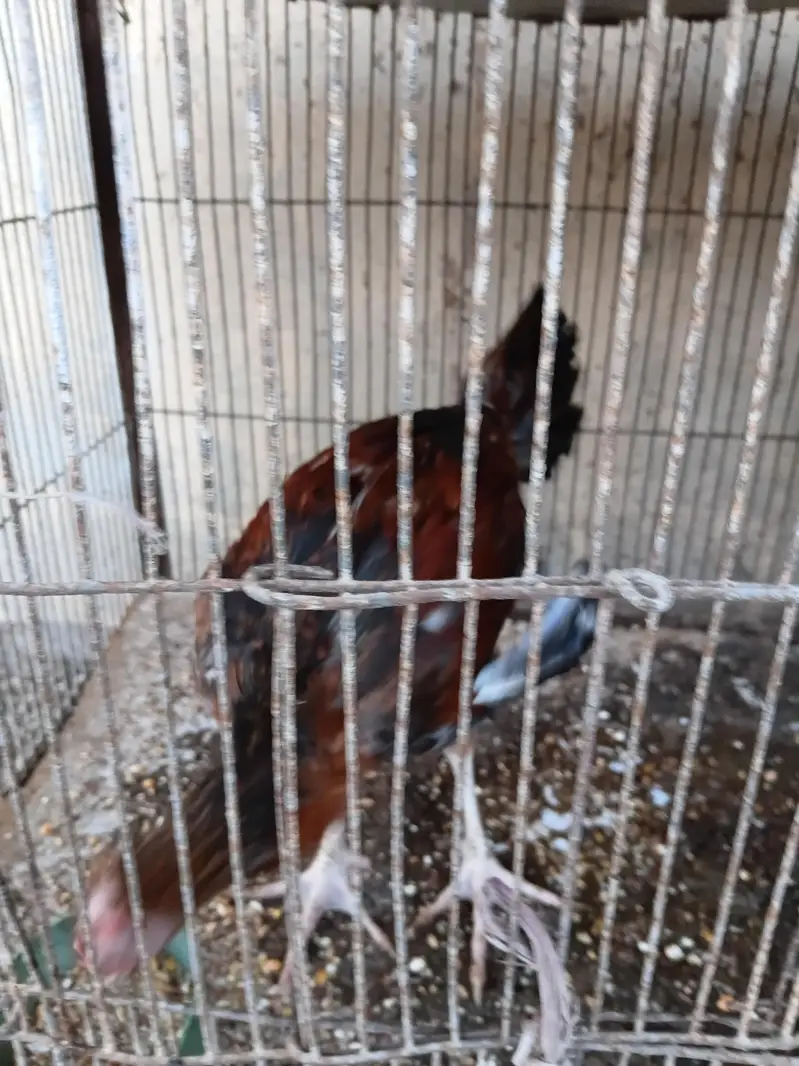 aseel hens — photo 4