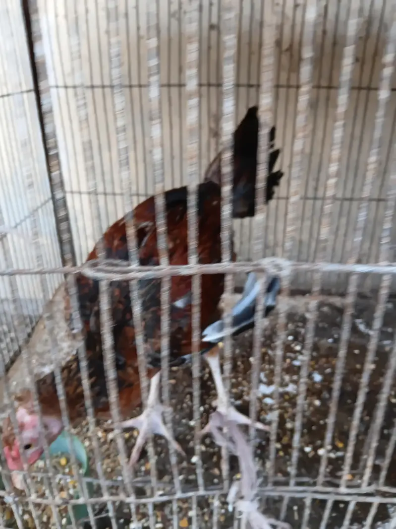 aseel hens — photo 5