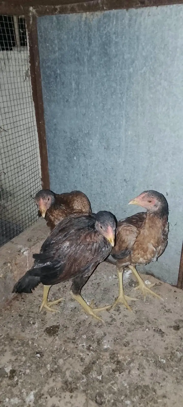 Aseel females — photo 2