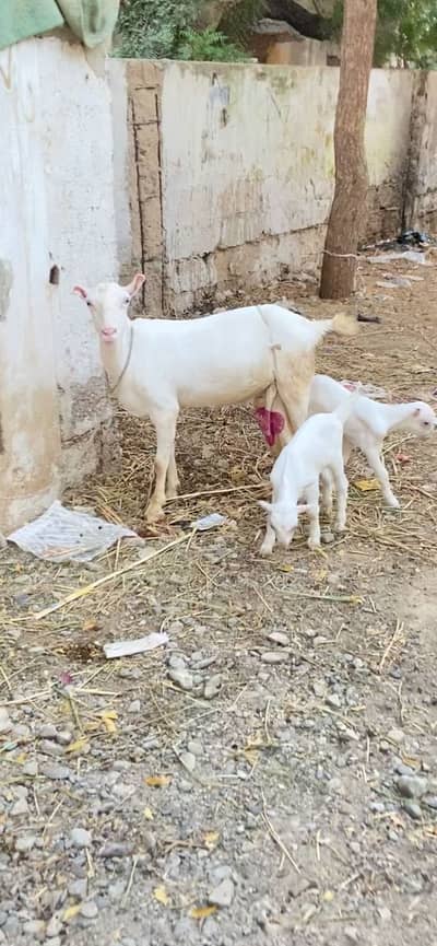 Teddy pointed bakri with 2 males kids gulabi skin white eyes pink nose