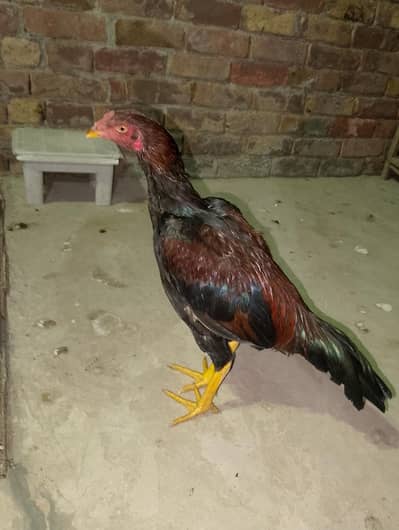 Aseel murga for sale mianwali